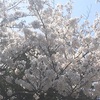 桜と犬と白いヒール