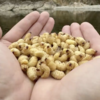 外来種の幼虫で杏仁豆腐を作ってみた！【映える昆虫食】