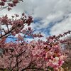 梅と河津桜 in みさと公園