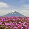 富士芝桜まつりと山梨県立近代美術館