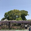  ＧＷ帰省 ３日目  曼陀羅寺公園の藤棚と、花フェスタ記念公園でネモフィリア鑑賞