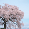 わに塚の桜へ_2024年4月・山梨県韮崎市