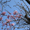 庭の花