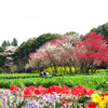 吉高の大桜