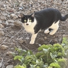 狭山の黒い闇に触れる  1119