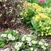 「佐久の季節便り」、冬に逆戻りでも、春花壇は、花いっぱい…。
