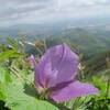 花に包まれる山行〜尻別岳