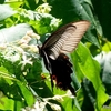 日本　文殊山のオナガアゲハチョウ