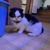 ウシ　逝く
