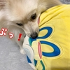 飼い主の枕？を奪ってく犬…🐕