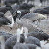 出水へ鳥を見に（２０２０　０２２９～０３０１）その５。