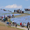 国営ひたち海浜公園 （2013-04-27）