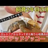 究極に慣れた脱皮中のヤモリを愛でる【爬虫類】