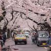谷中と桜