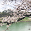 桜　千鳥ケ淵と国立劇場