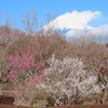 静岡県の岩本山公園と富士川楽座2024.2.1