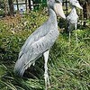 「動かない鳥」ハシビロコウ展＝上野動物園