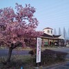カワヅザクラを見るなら戸田川緑地という手もあったのか！