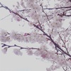 初桜