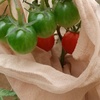 プチトマトの収穫