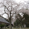 【城里町】小松寺の枝垂れ桜・・