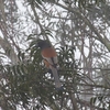 チャイロオナガ Rufous Treepie