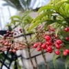 庭の花や実