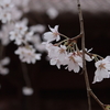 3月20日（水）晴れのち曇り、春分