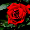 薔薇　コンラッド　ヘンケル