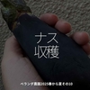 2847食目「ナス収穫」ベランダ農園2025春から夏その10