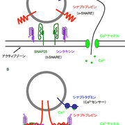 医学部 N 総論 カテゴリーの記事一覧 譲治の勉強日記