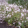 ４月の花３