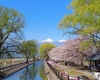 2025年4月のトレーニングレポート　今年の桜も綺麗だった