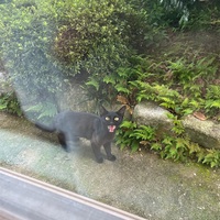噂の黒ネコさんとご対面