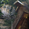 桜の日向大神宮