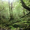 九州の旅 屋久島 9/28