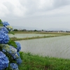 梅雨