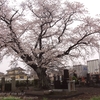 島名の墓守桜・・