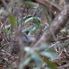 Undulated Tinamou シロハラシギダチョウ
