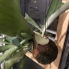 ビカクシダ のコケ玉が絶賛成長中！！