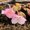 春の花を訪ねて〈230218〉Visiting spring flowers