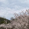 【花より団子！？】ママやんと花見した件