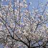 たまプラーザ　桜フェスティバル