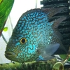 【生き物】バルーン・テキサスシクリッド。写真撮り比べ。（2026/04/23）