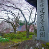 光前寺の枝垂れ桜