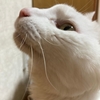 3年経ったんだね🐈