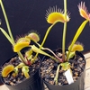 Dionaea 'Switzerland Giant'