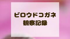 ビロウドコガネ｜昆虫綱 コウチュウ目 コガネムシ科