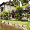 【写真で観光】新緑がまぶしい日本庭園、会津御薬園で満開の藤棚を撮影してきた！