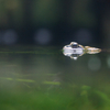 ナゴヤダルマガエル Pelophylax porosus brevipodus